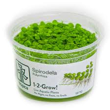 Image result for Spirodela polyrrhiza