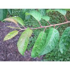 Image result for Micrococca