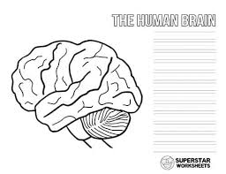 Anatomy of heart coloring page image gallery pages human. Human Brain Worksheets Superstar Worksheets