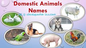 Pet Animals Name In Tamil Pet S Gallery