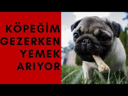 Kopegim Gezerken Yemek Ariyor Youtube