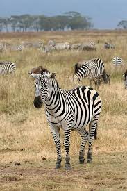 Zebra crossings (pedestrian crossings) are named after the black and white stripes of zebras. Zebra Wikipedia