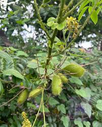 Image result for Uapaca nitida