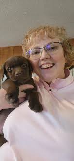 Hershey's 4th Birthday Celebration as a Labrador