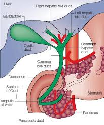 Bile Ducts Hurt Feelings Yahoo Image Search Results Bile Duct Digestive System Anatomy Anatomy
