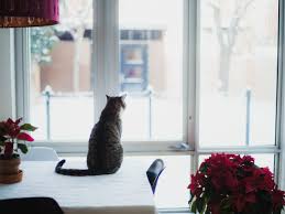 Unlike some houseplants that contain dangerous compounds that may have adverse effects on your cat according to petmd, there are specific flowers and plants that poisonous and can harm your cat. Is That Holiday Plant Poisonous To My Pet