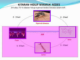 Itulah jumlah air bertakung yang diperlukan untuk nyamuk aedes membiak. Gambar Gambar Berikut Fb Rasmi Sk Kampong Melayu Kluang Facebook