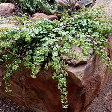 Image result for Grewia afra