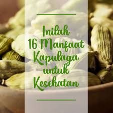 Tanaman kapulaga tumbuh dari tahun ke tahun sebagai bahan baku yang dibudidayakan secara monokultur atau sebagai tanaman sela antar tanaman. Inilah 16 Manfaat Kapulaga Untuk Kesehatan Cairo Food All Arabian Indian Food