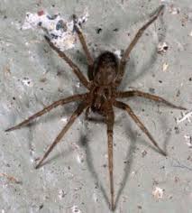 Tampa bay is possibly one of the most ignored places in florida by visitors. 8 House Spiders Commonly Found In Florida Homes Problem Solved Pest Control