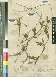 Image result for Oxygonum dregeanum