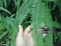 Image result for Nesaea linearis