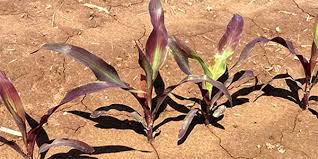 In alkaline soils, this makes p fertilizing more challenging. Phosphorus Basics Deficiency Symptoms Sufficiency Ranges And Common Sources Agfax