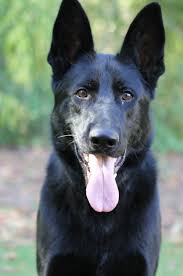 Black And Cream Colored German Shepherd German Shepherd Black German Shepherd Black German Shepherd Dog German Shepherd Colors