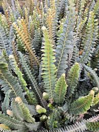 Image result for Pleopeltis