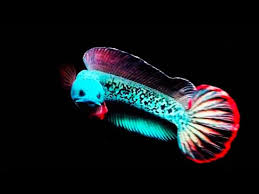 Most channa have very limited ranges , the global pet trade can easily decimate their wild populations if it hasn't already. The Most Gentle Channa Snakehead Fish Channa Barca Fish Moving To New Tank Beautiful Channa Barca Youtube