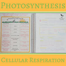 Cell Processes Energy Biology Classroom Photosynthesis