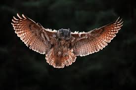 Image result for bubo bubo