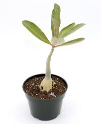 Image result for Adenium boehmianum