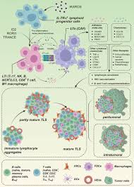 Frontiers | Tertiary lymphoid structures are critical for cancer prognosis  and therapeutic response