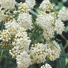 Image result for Asclepias palustris