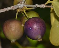 Image result for Warneckea