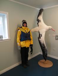 Check spelling or type a new query. Fun Fact This Bird Known As The Wondering Albatross Has A Wingspan Of An Average Of About 10 Feet And Can Fly Around The World In About 46 Days Also It