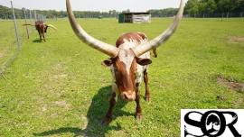 Salute to a WILD Summer at Sandy Oak Ranch