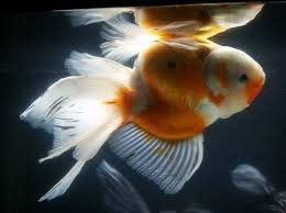 Swim Bladder Disorder