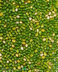 Image result for Wolffia