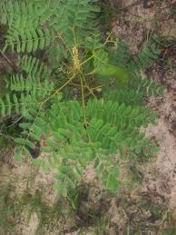 Image result for Entada arenaria