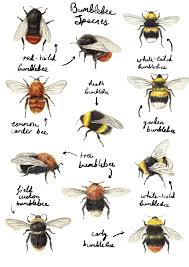 Identify The Bees Catherinepapeillustration Bumblebees