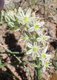Image result for Albuca virens