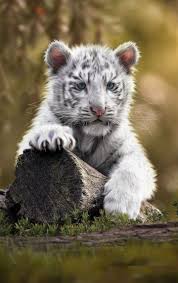 Pin By Teri C On My Love For Tiger S Snow Tiger Beautiful Cats Tiger