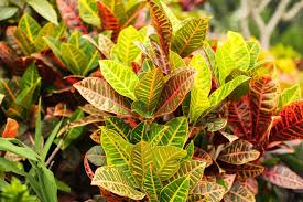 Image result for Croton macrostachyus