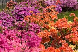 Gumpo is a spreading evergreen shrub that will hardly ever get taller than 2 feet high and 3 feet wide. Azalea Bloom Times And Flowering Groups Gardener S Path