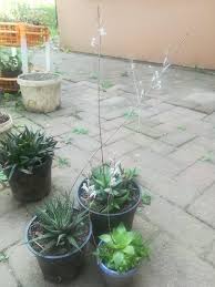 Image result for Helinus spartioides