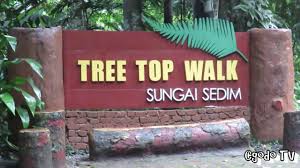 Maybe you would like to learn more about one of these? World Longest Rainforest Canopy Tree Top Walk Sungai Sedim Travel Malaysia Youtube