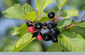 Alder Buckthorn Facts And Health Benefits