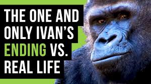 Ivan the gorilla plush $ 15.99 add to cart; The One And Only Ivan Vs The True Story Of Ivan The Gorilla