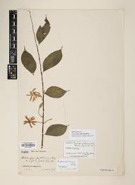 Image result for Dicranolepis