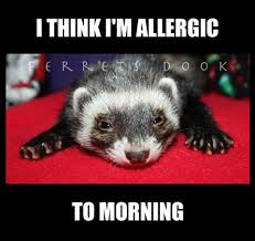 Ferrets Cute Animals Ferret Funny Forever Awesome Home Love Carpetshark Catsnake Weasel Https Www Facebook Com Y Ferret Pet Ferret Funny Ferrets