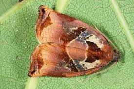 Image result for Archips podanus
