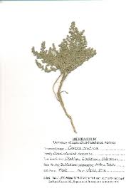 Image result for Cressa cretica