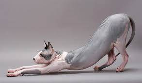 How much do mexican hairless dogs cost? Sphynx Cat Breed Information