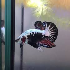 Doku moro channel 29 july 2020. Betta Fish Plakat Black Samurai Shopee Indonesia