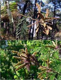Image result for Fabaceae subfamily Caesalpinioideae