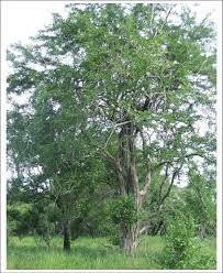 Image result for Dalbergia melanoxylon