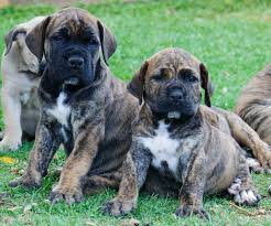 Black Boerboel Puppies For Sale In Cape Town Boerboel Puppy Mastiff Puppies Puppies Boerboel