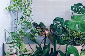 Buried Cube Containing An Object Of Importance But Little Value Shower Plants Create Tropical Spa Experience The Home Pinterest Shower Plant Plants And Bathroom